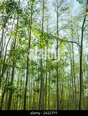Junge Aspen Bäume mit Laub im Kaibab National Forest in das Colorado Plateau in der Nähe der Grand Canyon North Rim. Stockfoto