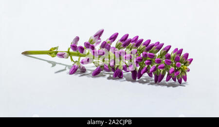 Ein Bild von einem kleinen Werk voller Blumen, Schuß auf Makro auf einem weißen Hintergrund. Stockfoto