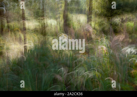 Abstrakte, schöne, bunte und kreative Bild von sommer wald landschaft für Hintergrund Stockfoto