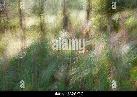 Abstrakte, schöne, bunte und kreative Bild von sommer wald landschaft für Hintergrund Stockfoto