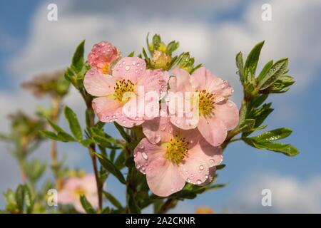 Finger Strauch (Potentilla fruticosa), Prinzessin Sorte, rosa Blüten mit Wassertropfen, Deutschland Stockfoto