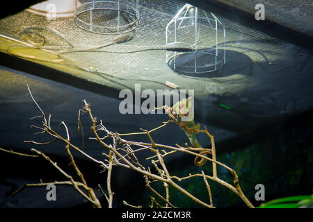 Chamäleon starrt auf den Zweig in einer Vitrine in einem Zoo. Stockfoto