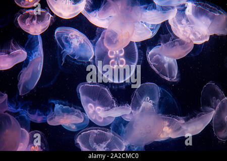 Durchsichtige Quallen schwimmen in einem Aquarienbecken, das an außerirdische Kreaturen erinnert Stockfoto