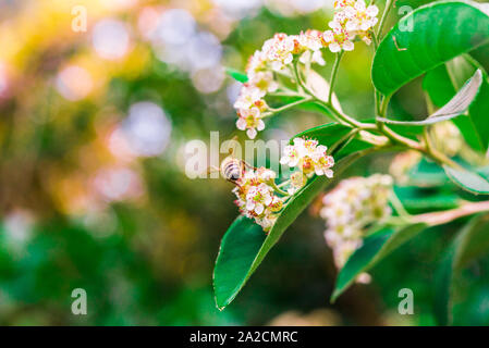 Makro Foto eines weißen Blume und Biene es Bestäubung im Wald. Stockfoto