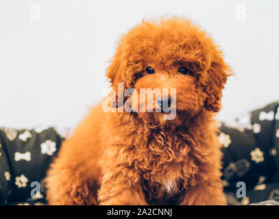 Apricot Zwergpudel Welpen Stockfoto