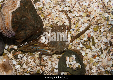 Atlantische Seespinne, Nordische Seespinne, Hyas araneus, Atlantic Lyra, Krabben, große Seespinne, Kröte, die Krabbe Stockfoto