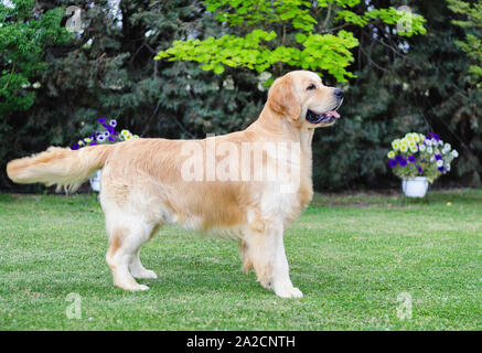 Nach golden retriever im Gras posing Stockfoto