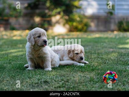 Golden Retriever Welpen im Garten Stockfoto
