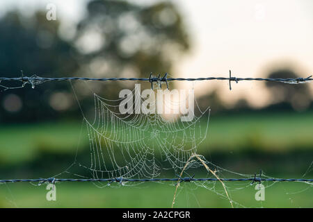 Tau spinnen Web auf einem Stacheldrahtzaun am frühen Morgen. Großbritannien Stockfoto