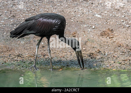 Afrikanische openbill (Anastomus lamelligerus) Nahrungssuche entlang dem Ufer, Stork die Tierarten, Afrika südlich der Sahara Stockfoto