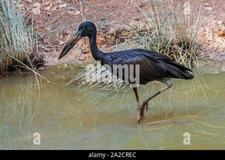 Afrikanische openbill (Anastomus lamelligerus) Nahrungssuche entlang dem Ufer, Stork die Tierarten, Afrika südlich der Sahara Stockfoto
