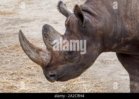 Schwarzes Nashorn/Black Rhino/Haken Nashörner (Diceros bicornis) Close-up von Kopf und Horn, beheimatet in der Region des östlichen und südlichen Afrika Stockfoto