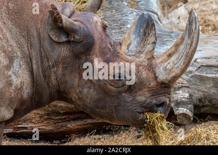 Schwarzes Nashorn/Black Rhino/Haken Nashörner (Diceros bicornis) Close-up von Kopf und Horn, beheimatet in der Region des östlichen und südlichen Afrika Stockfoto