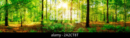 Wald Panorama mit Sonnenstrahlen im Herbst Stockfoto