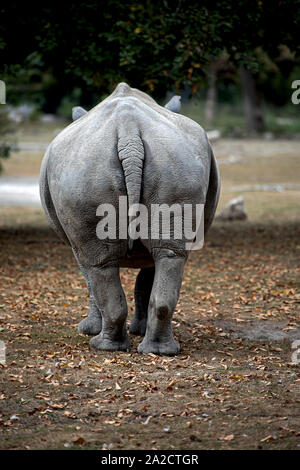 Rückansicht eines Nashorns Colossus Stockfoto