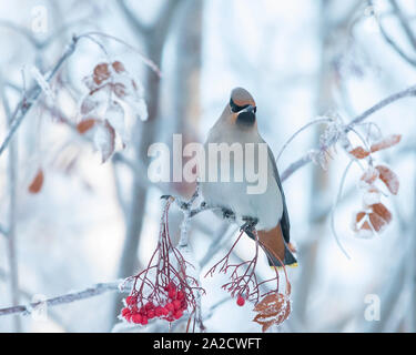 Bohemian waxwing Essen Beeren im Winter Stockfoto