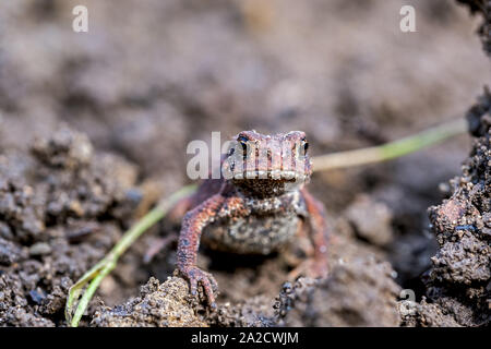 Jungen kleinen europäischen Kröte im Garten Stockfoto