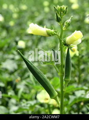 lady's Fingers, Lady Finger, ladyfinger Okras auf den Okrapflanzen; Okra oder Okro (Ladies Finger) in vielen Ländern als Ladies' Fingers oder Ocker bekannt. Stockfoto