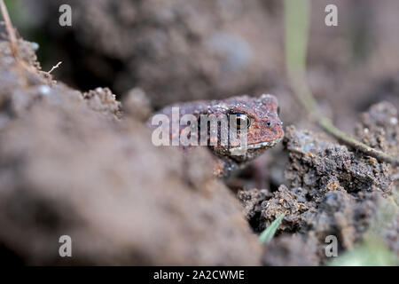 Jungen kleinen europäischen Kröte im Garten Stockfoto