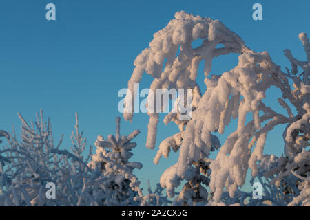 Mit Heifrost bedeckte Bäume in Alaska Stockfoto