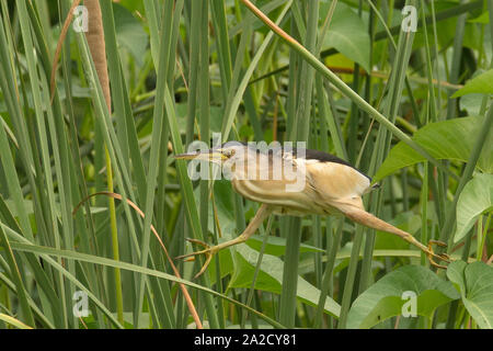 Eine männliche kleine Seeschwalbe (Ixobrychus minutus) in der Nähe von nal-sarovar Vogelschutzgebiet Gujarat, Indien Stockfoto