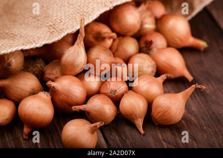 In der Nähe von Zwiebeln setzt auf hölzernen Hintergrund Stockfoto