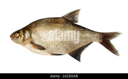 Seitenansicht des Flusses Brassen Fisch isoliert auf weißem Stockfoto