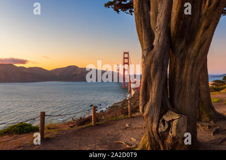 Golden Gate Bridge in San Francisco, Kalifornien, USA bei Sonnenuntergang, als von hinten einige Bäume in einem Park in der Nähe gesehen