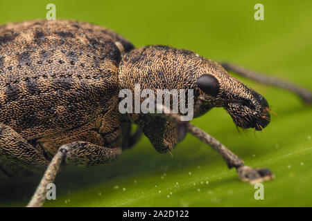 In der Nähe von Liophloeus tessulatus Rüsselkäfer ruht auf Ivy leaf. Tipperary, Irland Stockfoto