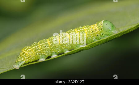 Gemeinsame Quaker motte Caterpillar (Orthosia cerasi) Auf der Eiche. Tipperary, Irland Stockfoto