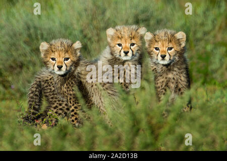 Close up Portrait von Geparden (Acinonyx jubatus) Cubs, Ngorongoro Conservation Area, Tansania, Afrika Stockfoto