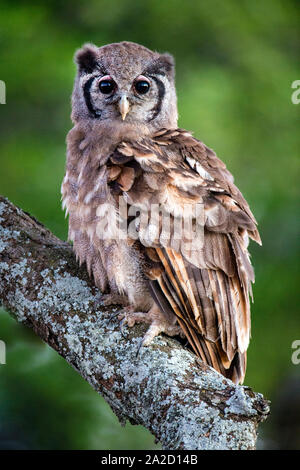 Verreauxs Eagle-Owl (Bubo lacteus) auf Zweig, Ngorongoro Conservation Area, Tansania, Afrika Stockfoto