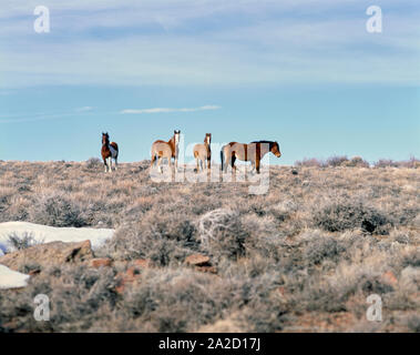 Wilden Mustangs, Oregon High Desert, Harney County, Oregon, USA Stockfoto