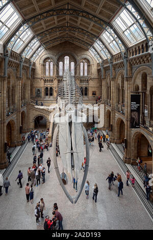 London, Großbritannien, 24. Mai 2018: Natural History Museum, Blauwal Skelett. Stockfoto