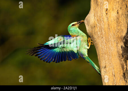 Europäische Roller, Coracias garrulus, Landung mit Maikäfer im Schnabel bei Sonnenuntergang im Sommer. Stockfoto