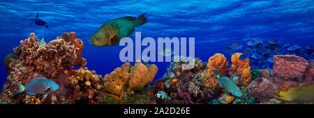 Unterwasser Foto, Fische und Schildkröten, Caribbean Reef Stockfoto