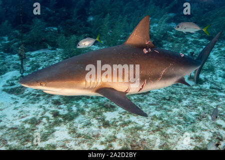 Die Narben sind offensichtlich auf einer karibischen Riffhai (Carcharhinus perezii) im Haifischbecken, Grand Cayman Stockfoto
