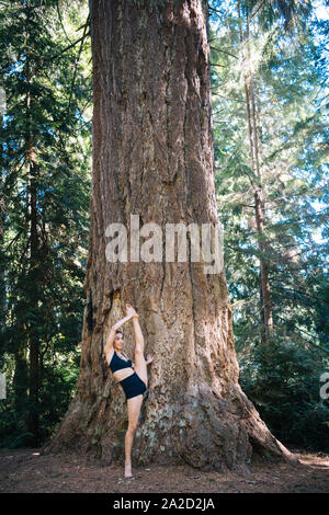 Frau Yoga unter Giant Sequoia, Tacoma, Washington State, USA Stockfoto