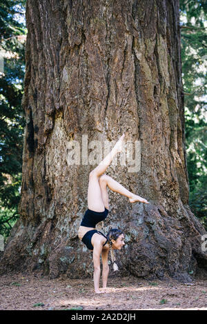 Frau Yoga unter Giant Sequoia, Tacoma, Washington State, USA Stockfoto