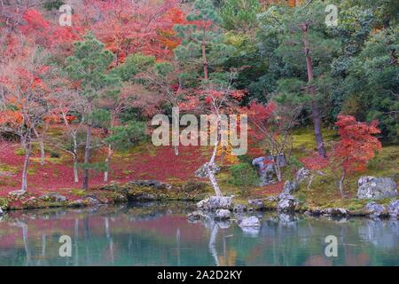 Kyoto, Japan - Tenryuji Gärten in Arashiyama. Blätter im Herbst. Stockfoto