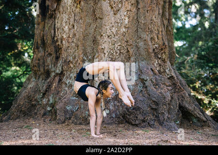 Frau Yoga unter Giant Sequoia, Tacoma, Washington State, USA Stockfoto