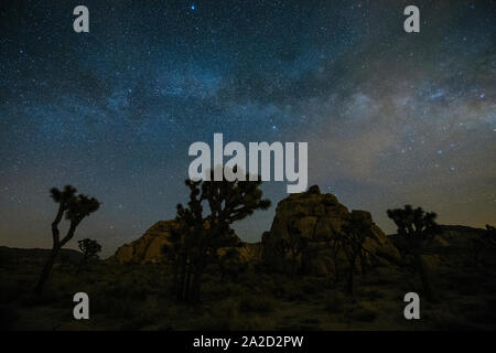 Joshua Bäume (Yucca Buergeri) in der Wüste unter Sterne in der Nacht, Kalifornien, USA Stockfoto