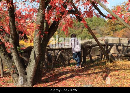 Japanische Herbst - Person, Osaka Castle Park mit Herbst Laub. Stockfoto