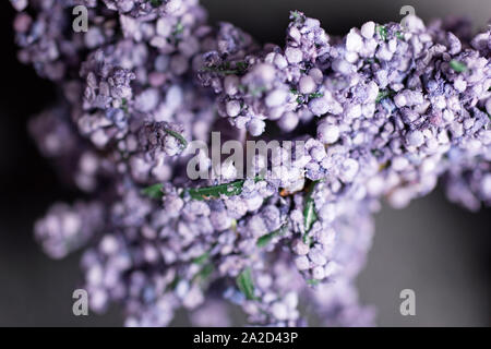 Detail von frischem Lavendel Knospen auf einem dunklen Hintergrund Schiefer Stockfoto