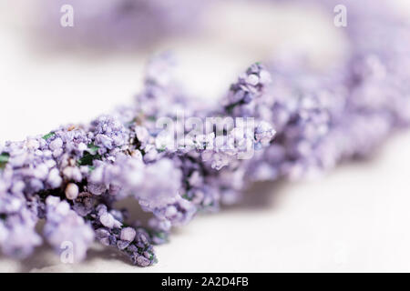 Detail von frischem Lavendel Knospen an einer leichten Holzoberfläche Stockfoto