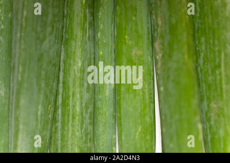 Große Frühlingszwiebel-Lampen auf einer hellen Holzoberfläche Stockfoto