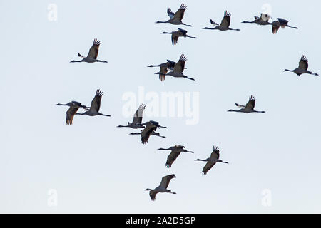 Herde von Kranich (Grus Grus) im Flug wie Silhouetten, Welney, Norfolk, England Stockfoto