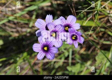 Sisyrinchium bellum (Western Blue-eyed Grass, Kalifornische blue-eyed Grass) - Gemeinsame wilde Pflanze in Kalifornien. Iridaceae Familie. Stockfoto