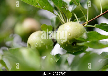 Frische Äpfel mit Feuchtigkeit auf das Wachstum in einem Sommer-Obstgarten Stockfoto