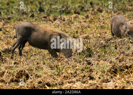 Gemeinsame Warzenschwein (Phacochoerus africanus) Essen in der Busanga Plains. Kafue National Park. Sambia Stockfoto